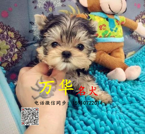 纯种约克夏幼犬多少钱 约克夏怎么卖 约克夏犬