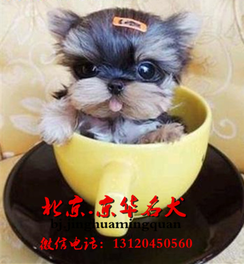  纯种约克夏多少钱一只 约克夏犬舍 约克夏幼