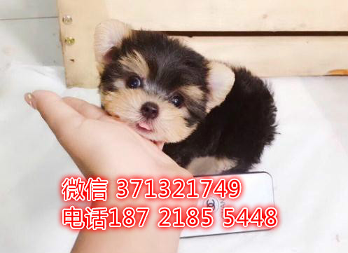 福州约克夏犬出售纯种幼犬，犬舍繁殖的小型犬 