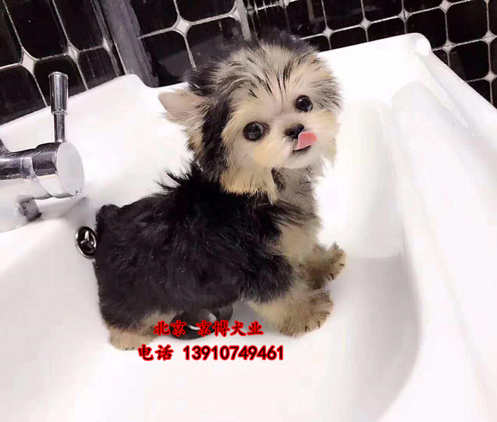 纯种约克夏出售 北京约克夏价格 签协议 保健