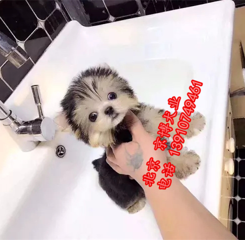 纯种约克夏出售 约克夏幼犬价格 京博犬舍直销