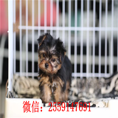 西安哪里卖约克夏犬 西安纯种约克夏怎么卖的 