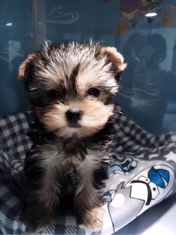 武汉宠物狗狗犬舍出售纯种约克夏犬 买狗卖狗