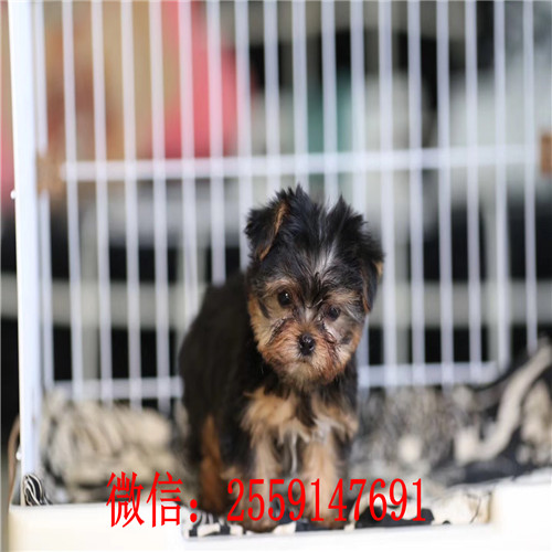 深圳约克夏怎么卖的 深圳哪里卖小体的约克夏 