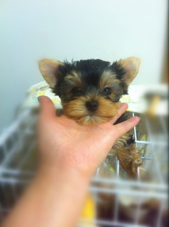 长沙宠物狗狗犬舍出售纯种约克夏犬 买狗卖狗