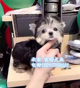 茶杯约克夏 家养约克夏出售 纯种约克夏价格