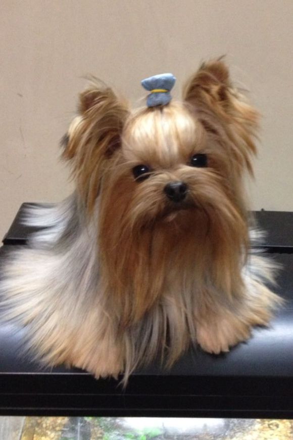 北京宠物狗狗犬舍出售纯种约克夏犬 买狗卖狗