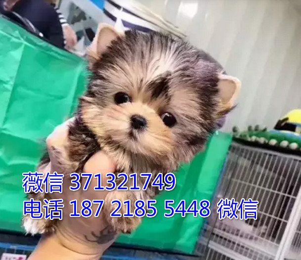 北京狗狗 出售约克夏犬纯种幼犬 北京犬舍宠物狗场