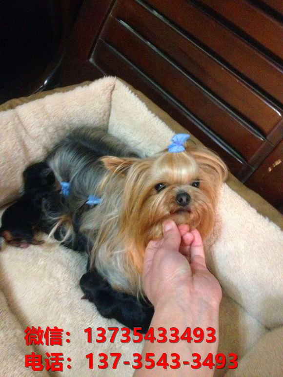 上海宠物狗犬舍出售纯种约克夏犬活体宠物狗正