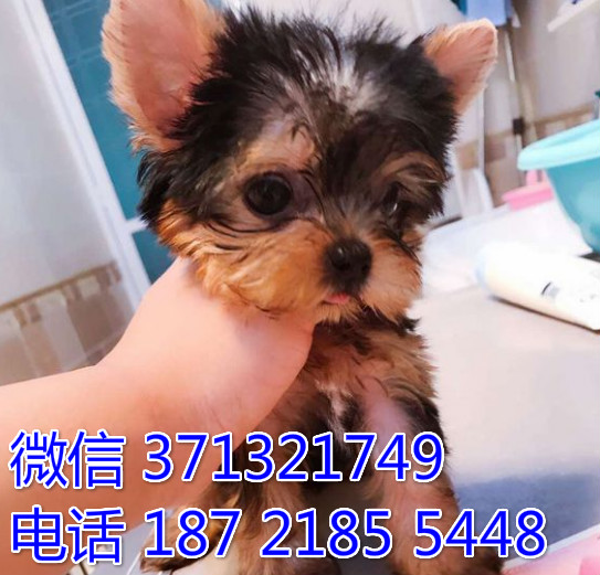 南京特惠 约克夏犬出售纯种幼犬 南京犬舍南京