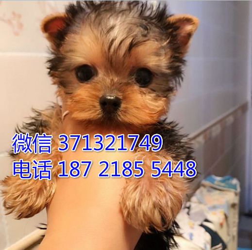 重庆狗狗 约克夏犬出售纯种幼犬 重庆特价宠物