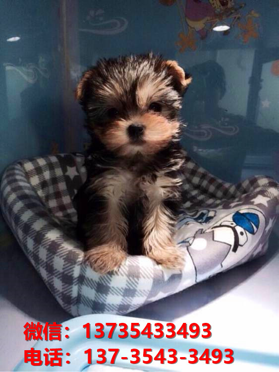 山东济南宠物狗犬舍出售正宗约克夏犬宠物狗市场在哪卖狗买狗