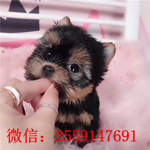 深圳哪里卖小体约克夏犬 深圳哪里卖纯种约克