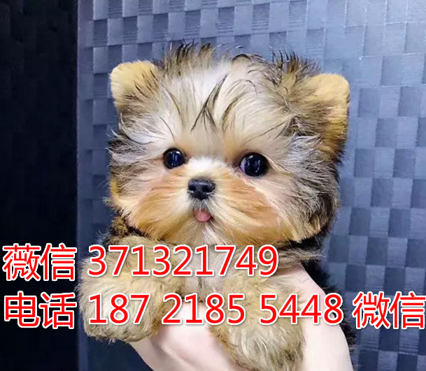 天津狗狗 约克夏犬出售 天津特价犬舍 全国发