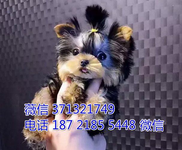 天津狗狗 约克夏犬出售 天津特价犬舍 全国发货