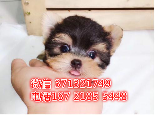 重庆特惠 京巴犬出售纯种幼犬 重庆犬舍宠物狗