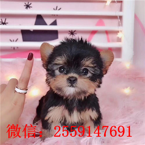 深圳哪里卖小体约克夏犬 深圳哪里卖纯种约克夏 约克夏多少钱
