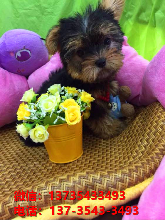 西安宠物狗犬舍出售正宗约克夏犬宠物狗市场在