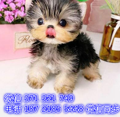 宠物狗狗约克夏 全国可以发货 犬舍繁殖 包健康涟