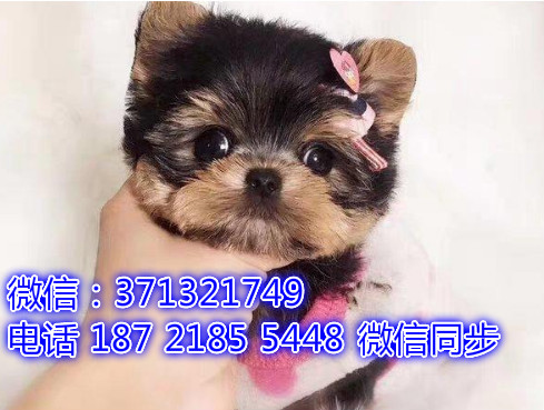 特价 约克夏犬出售纯种幼犬 专业繁殖专业发货 可上门看迷