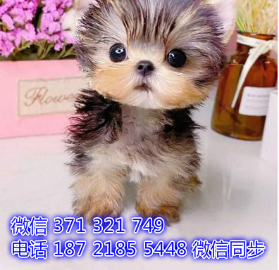 重庆宠物狗狗约克夏出售幼犬 全国可以发货 犬