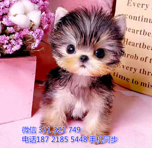  特惠约克夏犬纯种幼犬出售 支持上门支持空运汽运韵