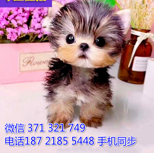  特惠约克夏犬纯种幼犬出售 支持上门支持空运汽运萌