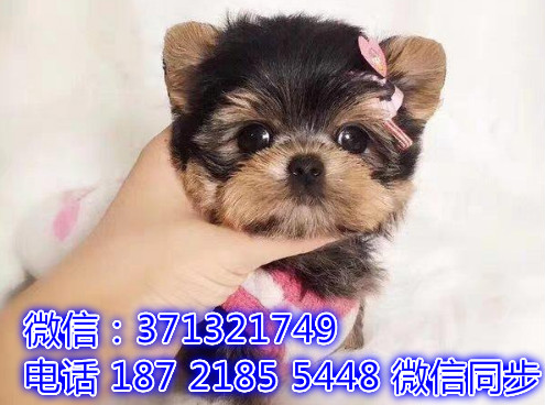 特价 约克夏犬出售纯种幼犬 专业繁殖专业发货 可上门看惫