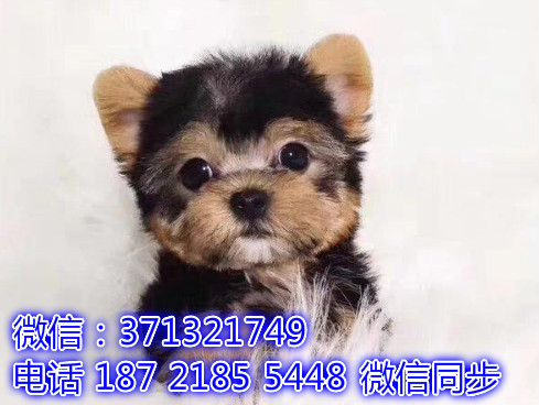特价 约克夏犬出售纯种幼犬 专业繁殖专业发货 可上门看挖