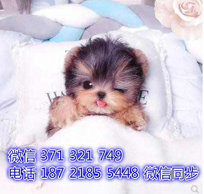 宠物狗狗约克夏 全国可以发货 犬舍繁殖 包健