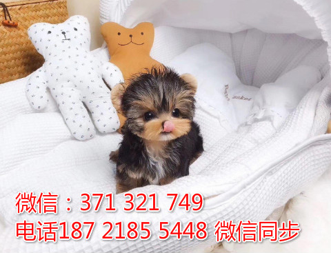 全国特惠约克夏犬纯种幼犬 支持上门 支持空运