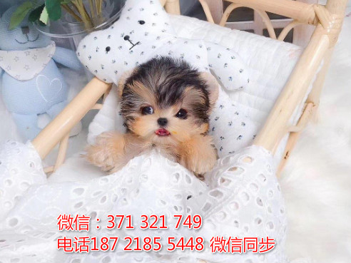 全国特惠约克夏犬纯种幼犬 支持上门 支持空运汽运 包健康檀