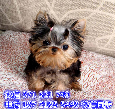 约克夏犬宠物买卖 宠物市场 宠物狗狗图片宠物网 张