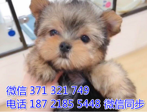 狗场批发零售泰迪犬博美犬比熊犬巴哥柯基犬柴犬雪橇犬衫