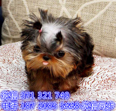 约克夏犬宠物买卖 宠物市场 宠物狗狗图片宠物网 张