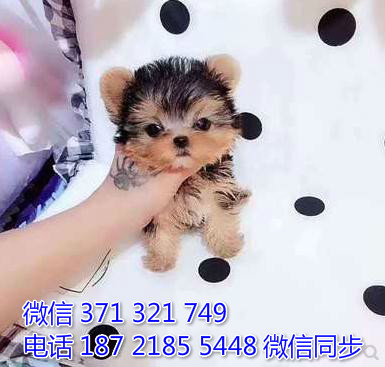 约克夏犬宠物买卖 宠物市场 宠物狗狗图片宠物网 犬舍峙