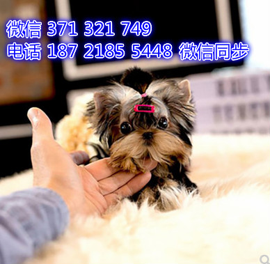 约克夏犬宠物买卖 宠物市场 宠物狗狗图片宠物
