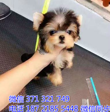约克夏犬宠物买卖 宠物市场 宠物狗狗图片宠物网 犬舍峙
