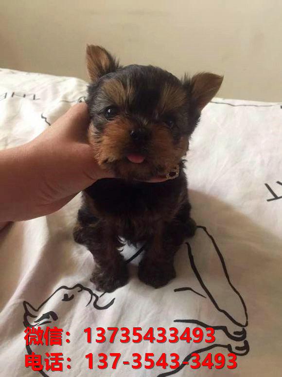 朔州宠物狗狗犬舍出售纯种约克夏犬卖狗买狗地方有狗场