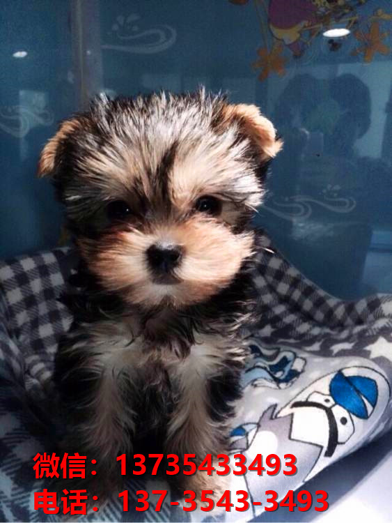 广东深圳犬舍出售纯种约克夏犬幼犬金头银背活体狗狗卖狗买狗地方
