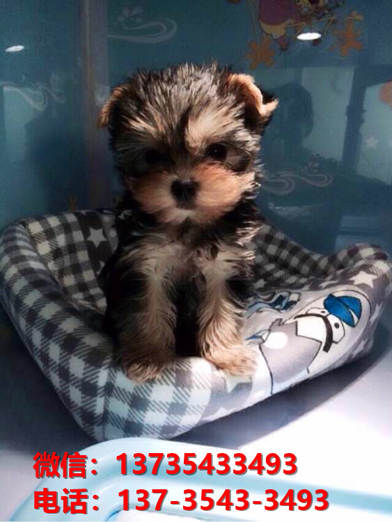 广东深圳犬舍出售纯种约克夏犬幼犬金头银背活体狗狗卖狗买狗地方
