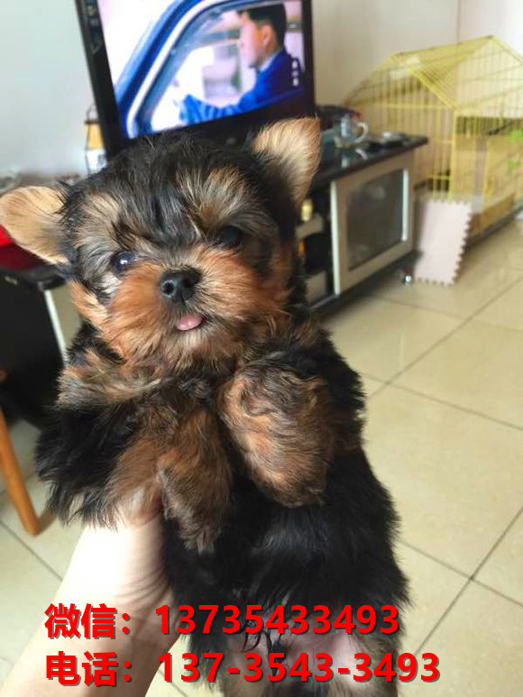 朔州宠物狗狗犬舍出售纯种约克夏犬卖狗买狗地方有狗场