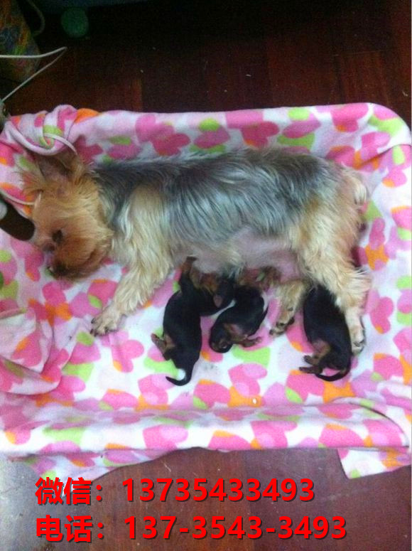 山东济南犬舍出售纯种约克夏犬幼犬金头银背活体狗狗卖狗买狗地方