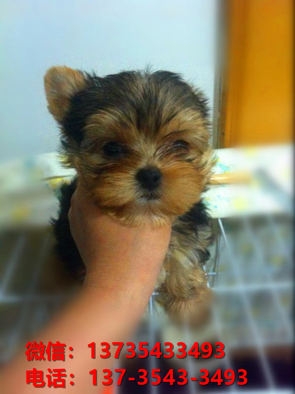 山东济南犬舍出售纯种约克夏犬幼犬金头银背活体狗狗卖狗买狗地方