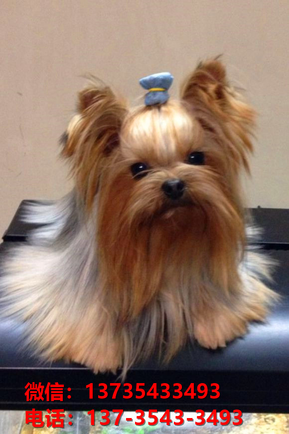 日照宠物狗犬舍出售纯种约克夏犬网上卖狗买狗