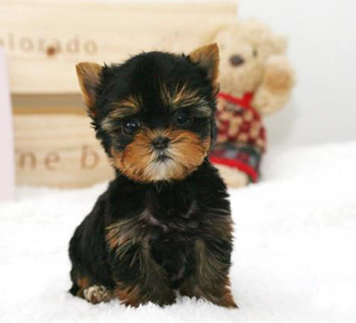 广州买约克夏价格 广州哪里有卖约克夏 约克夏特征