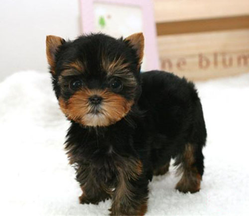 广州买约克夏价格 广州哪里有卖约克夏 约克夏特征