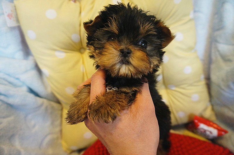 佛山哪里有卖约克夏犬 佛山约克夏犬一只多少钱 可送货