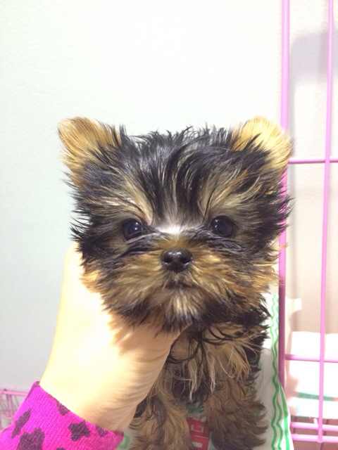 佛山哪里有卖约克夏犬 佛山约克夏犬一只多少钱 可送货