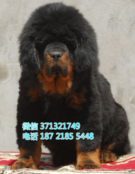 武汉藏獒犬出售纯种幼犬，巨型犬 藏獒狗狗
